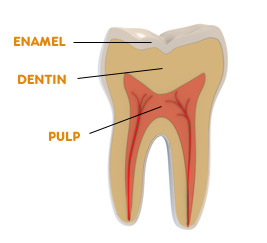 Tooth structure and toothache